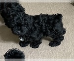 Small #1 ShihPoo