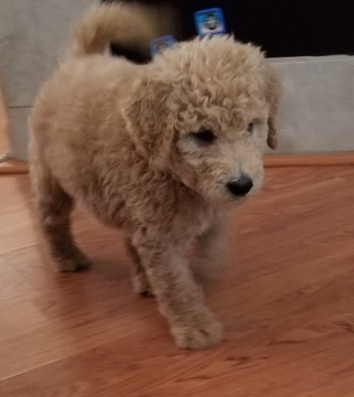 Medium Photo #1 Goldendoodle Puppy For Sale in ANTELOPE, CA, USA
