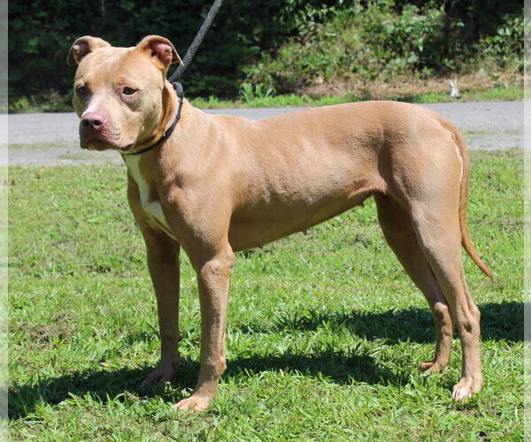 Medium Photo #2 Mutt Puppy For Sale in Prattville, AL, USA