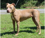 Small #1 Mutt