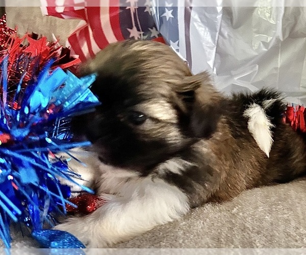 Medium Photo #11 Shih Tzu Puppy For Sale in DENTON, MD, USA