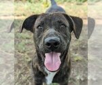 Small Catahoula Leopard Dog-Mountain Cur Mix
