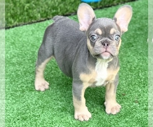 French Bulldog Puppy for sale in BRADENTON, FL, USA