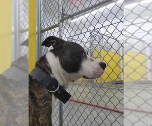 Mutt Dogs for adoption in Temple, TX, USA