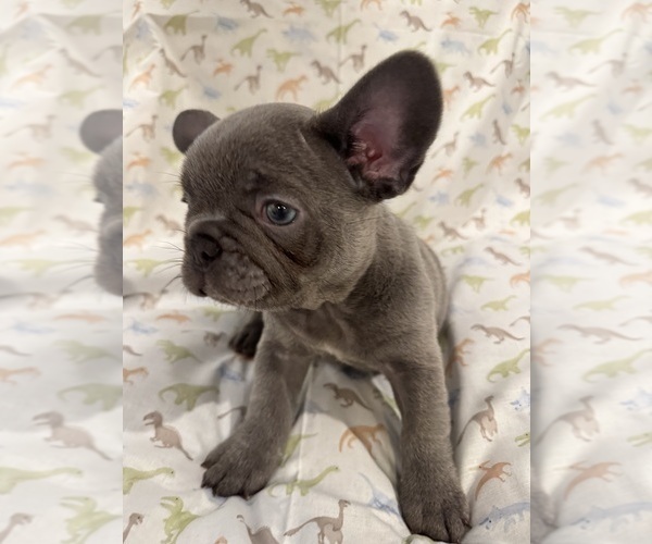 Medium Photo #3 French Bulldog Puppy For Sale in LEESBURG, GA, USA