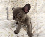 Small Photo #3 French Bulldog Puppy For Sale in LEESBURG, GA, USA