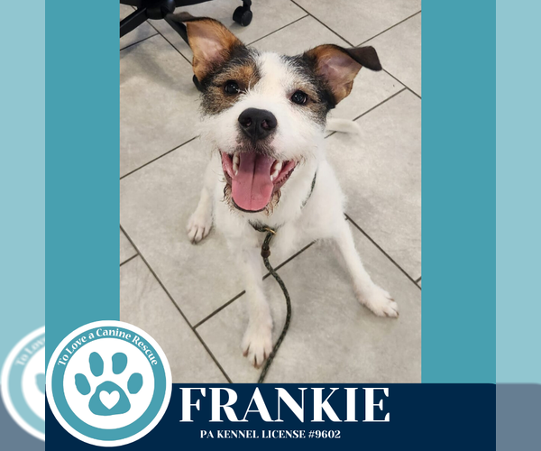 Medium Photo #4 Mutt Puppy For Sale in Kimberton, PA, USA