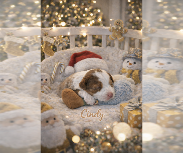 Medium Photo #7 Miniature Australian Shepherd Puppy For Sale in ANTHONY, FL, USA