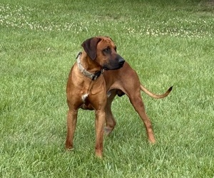 Father of the Rhodesian Ridgeback puppies born on 09/11/2026