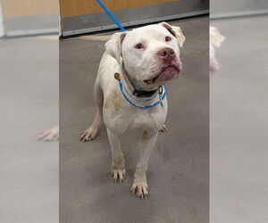 Mutt Dogs for adoption in Forestville, MD, USA