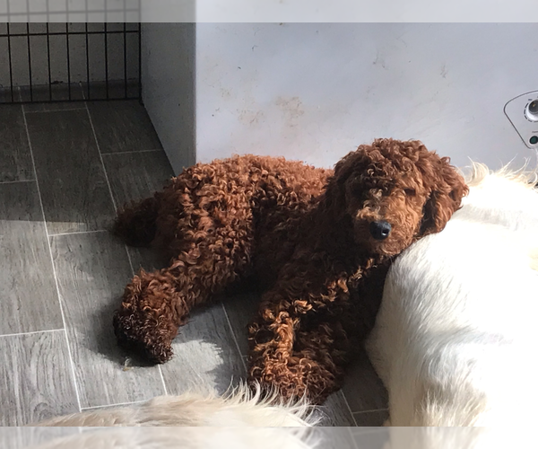 Medium Photo #1 Labradoodle-Poodle (Miniature) Mix Puppy For Sale in RENO, NV, USA