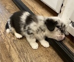 Small #7 Pembroke Welsh Corgi