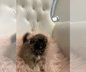 Pekingese Puppy for Sale in GARLAND, Texas USA