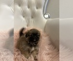 Puppy 1 Pekingese