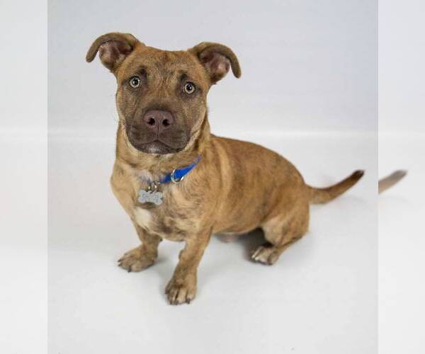 Medium Photo #2 Boxer-Unknown Mix Puppy For Sale in Kennesaw, GA, USA