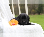 Small Photo #13 Labrador Retriever Puppy For Sale in HYDE PARK, VT, USA