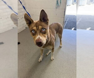 Siberian Husky-Unknown Mix Dogs for adoption in San Bernardino, CA, USA