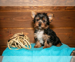 Small Yorkshire Terrier