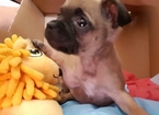 Small Photo #1 Puggle Puppy For Sale in MACUNGIE, PA, USA