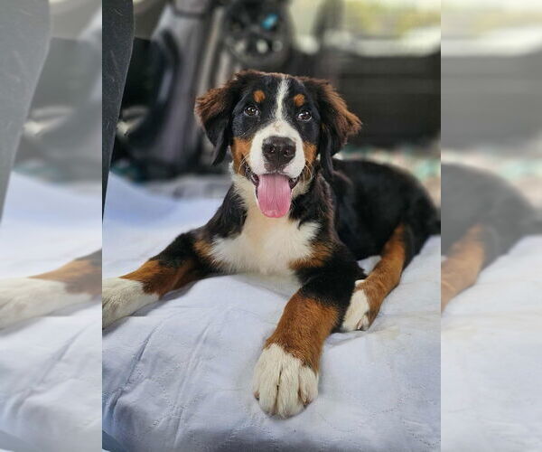 Medium Photo #5 Bernese Mountain Dog Puppy For Sale in Raleigh, NC, USA