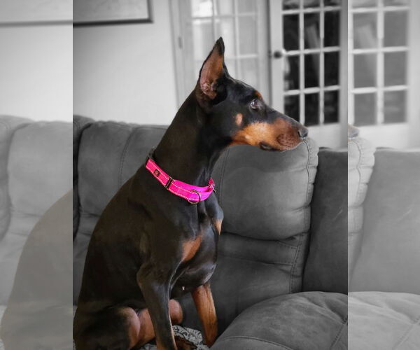Medium Photo #10 Doberman Pinscher Puppy For Sale in Minneaoplis, MN, USA