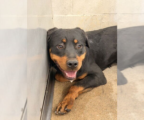 Medium Photo #1 Rottweiler Puppy For Sale in San Bernardino, CA, USA