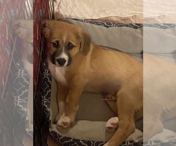 Medium Photo #4 Mutt Puppy For Sale in San Diego, CA, USA