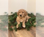 Small Photo #1 Golden Retriever-Goldendoodle Mix Puppy For Sale in HILLSBORO, WI, USA