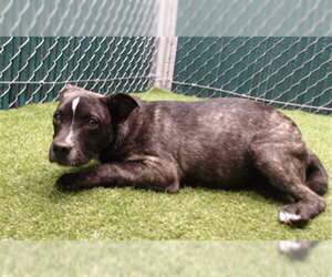 French Bulldog-Unknown Mix Dogs for adoption in Downey, CA, USA