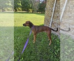 Small #5 Doberman Pinscher-Great Dane Mix