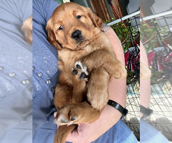 Medium Photo #7 Golden Retriever Puppy For Sale in BLOOMER, WI, USA