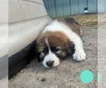 Small Photo #18 Australian Shepherd-Great Pyrenees Mix Puppy For Sale in LUCAMA, NC, USA