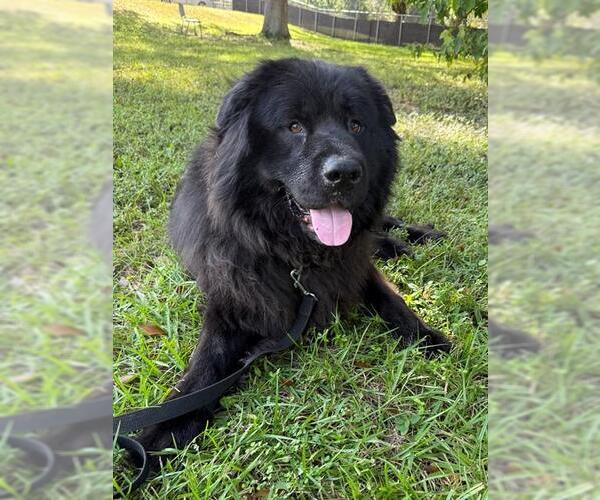 Medium Photo #3 Chow Chow-Unknown Mix Puppy For Sale in Naples, FL, USA