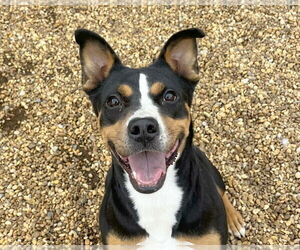Ava Marie - Female Mutt Dog for Adoption - Photo #2