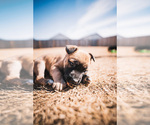 Puppy 5 Australian Cattle Dog-German Shepherd Dog Mix