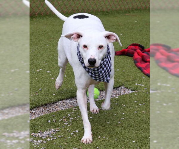 Medium Photo #2 Mutt Puppy For Sale in Rockaway, NJ, USA