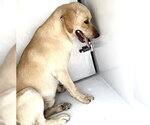 Small Labrador Retriever