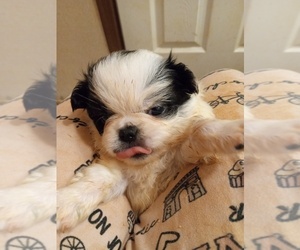 Japanese Chin Puppy for sale in PELZER, SC, USA