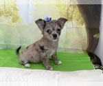 Image preview for Ad Listing. Nickname: Fluffy