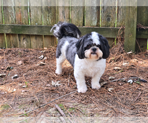 D'Jango - Male Shih Tzu Dog for Adoption - Photo #3
