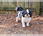 Small Photo #3 Shih Tzu Puppy For Sale in Social Circle, GA, USA