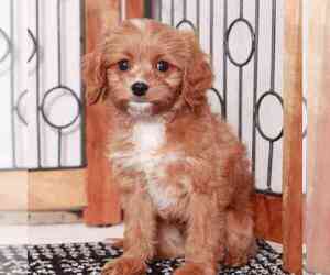 Cavapoo Puppy for sale in NAPLES, FL, USA
