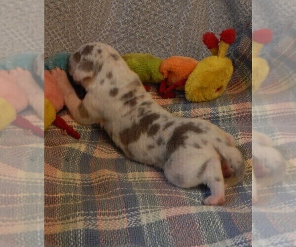 Medium Photo #27 Great Dane Puppy For Sale in SPRAGGS, PA, USA