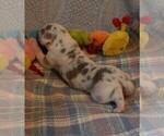 Small Photo #27 Great Dane Puppy For Sale in SPRAGGS, PA, USA