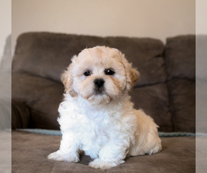 Zuchon Puppy for sale in HOUSE SPRINGS, MO, USA