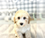 Small Photo #4 Poodle (Miniature) Puppy For Sale in MARIETTA, GA, USA