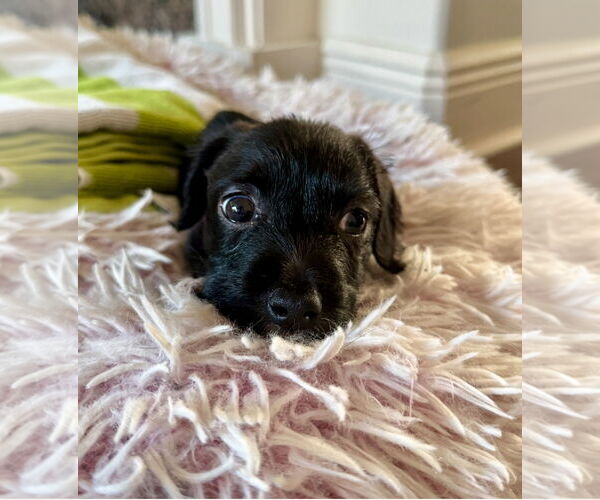 Medium Photo #16 Mutt Puppy For Sale in Houston, TX, USA