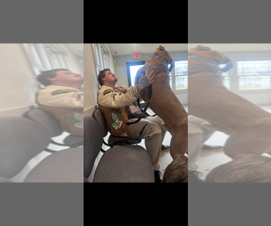 Father of the Cane Corso puppies born on 04/14/2026