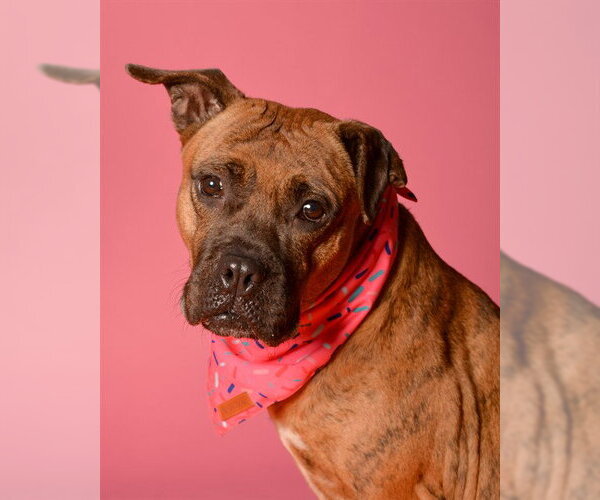 Medium Photo #2 Boxer-Unknown Mix Puppy For Sale in Fort Lauderdale, FL, USA