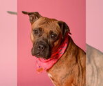 Small #1 Boxer Mix